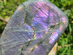 Polished Large Rare Purple Sunset Flash Labradorite Standing Free Form x 1 From Madagascar