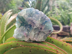 Natural Watermelon Fluorite Cobbed Specimens x 7 From Uis, Namibia