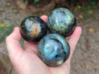 Polished Labradorite Spheres x 6 From Madagascar