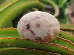 Polished Flower Agate Palm Stone x 20 From Antsahalova, Madagascar