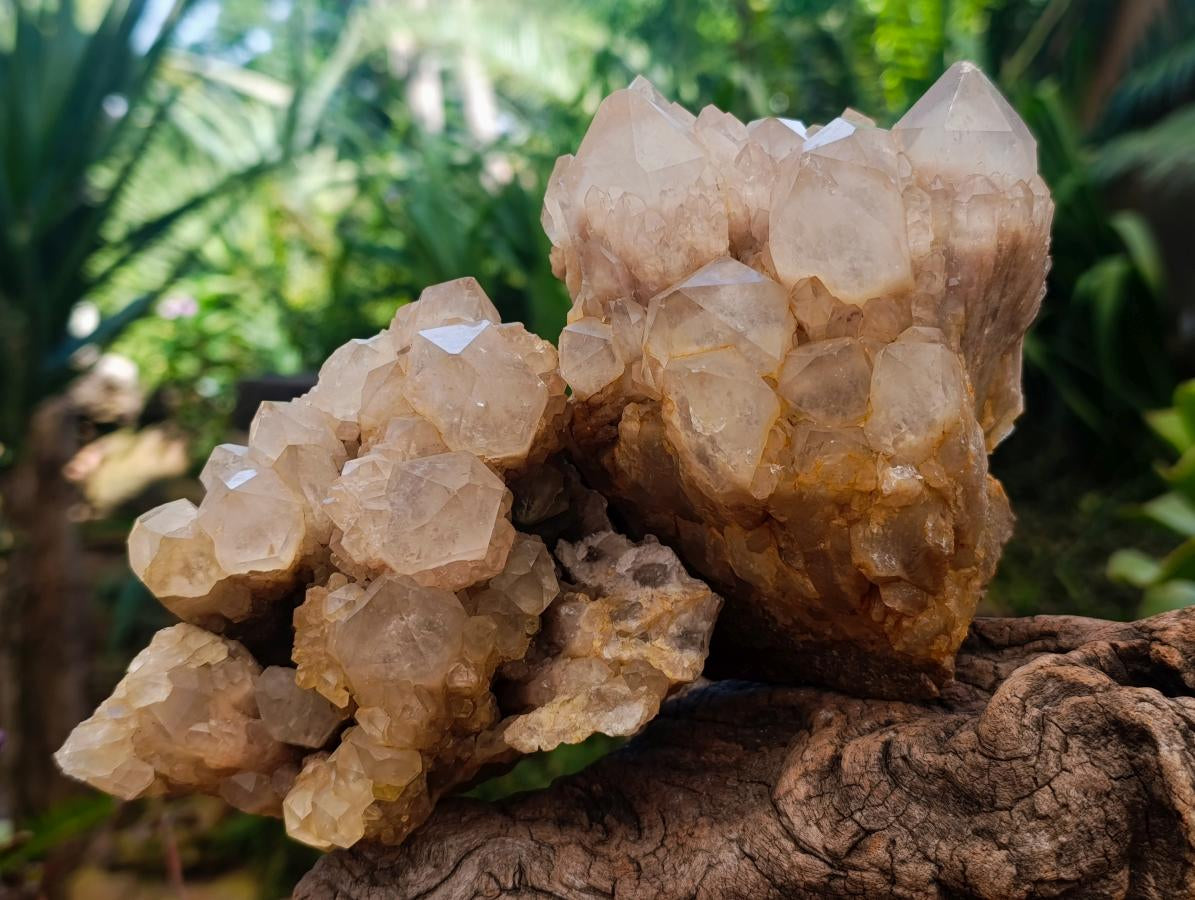 Natural White Phantom Cascading Smokey Luena Quartz Clusters x 2 From Luena, Congo