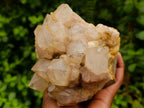 Natural White Phantom Cascading Smokey Luena Quartz Clusters x 2 From Luena, Congo