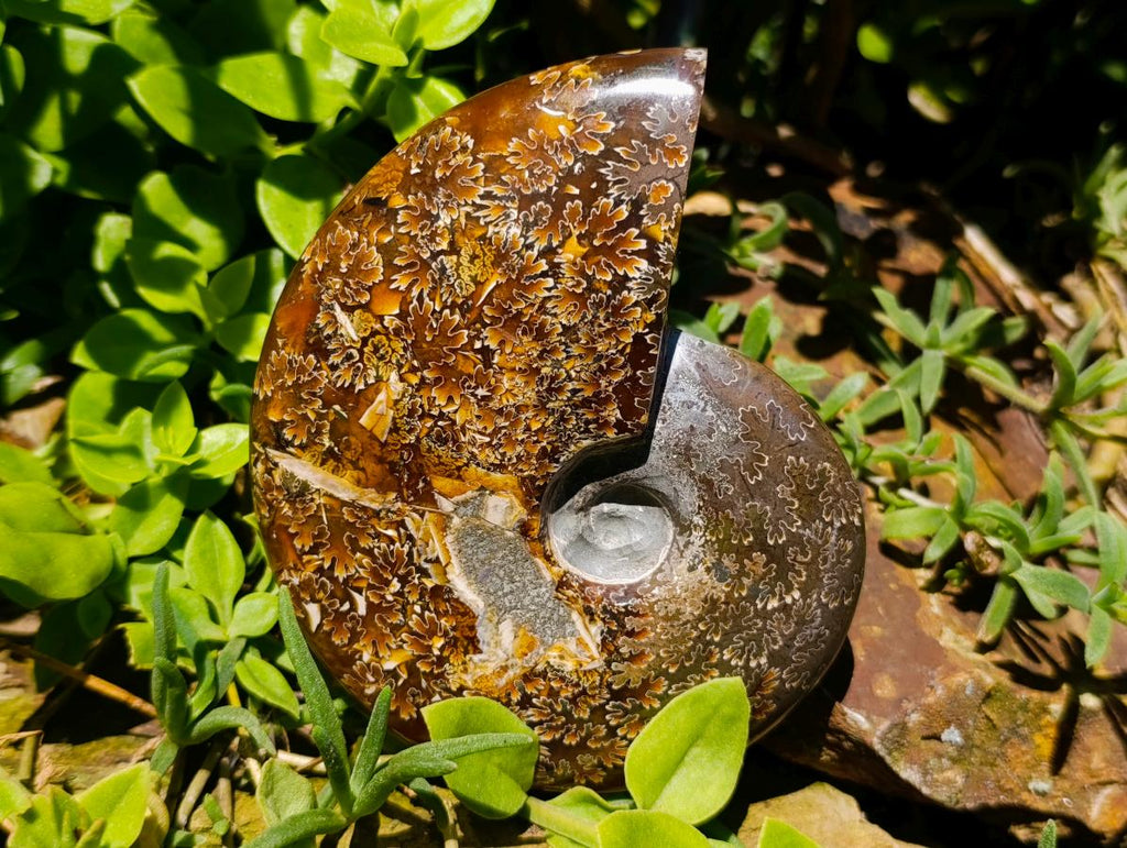 Polished Cleoniceras "Jigsaw" Ammonite Fossils x 2 From Tulear, Madagascar