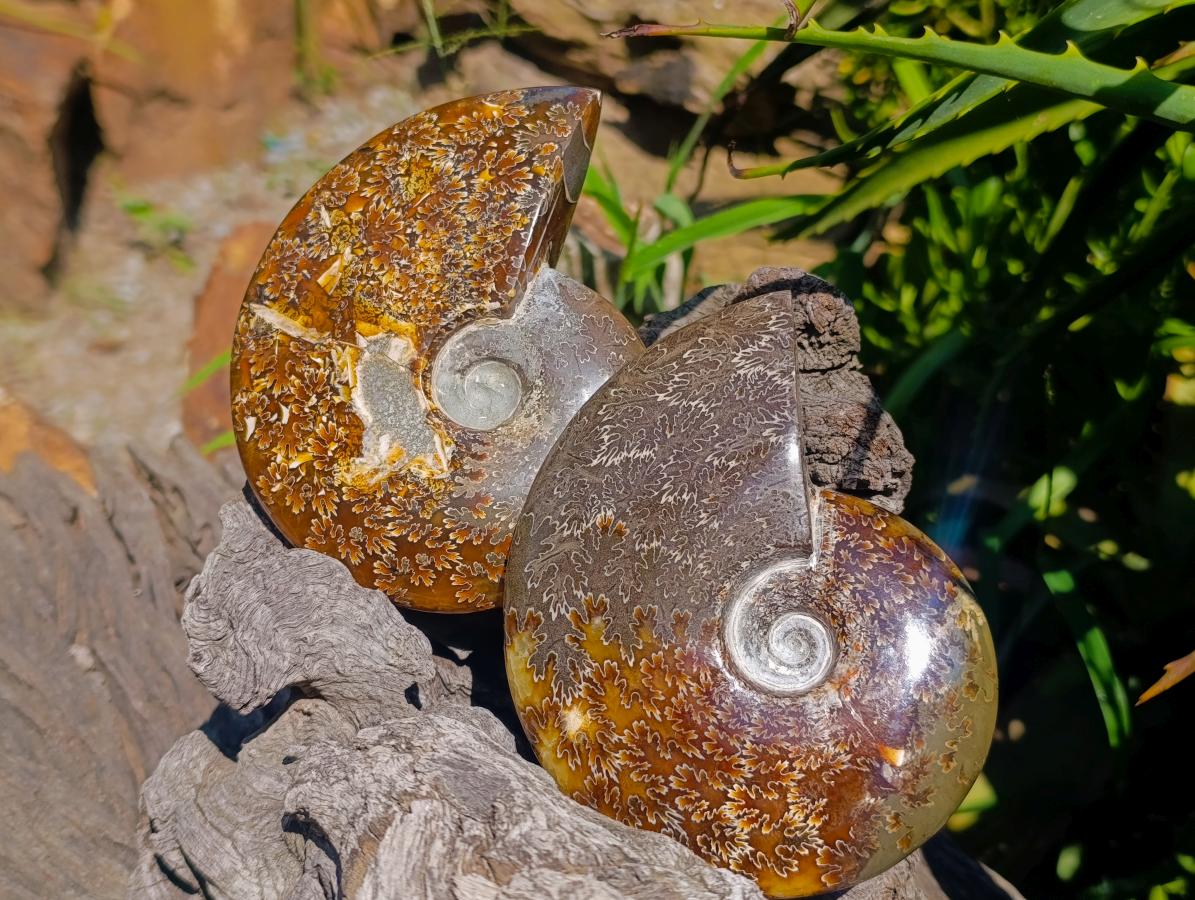 Polished Cleoniceras "Jigsaw" Ammonite Fossils x 2 From Tulear, Madagascar