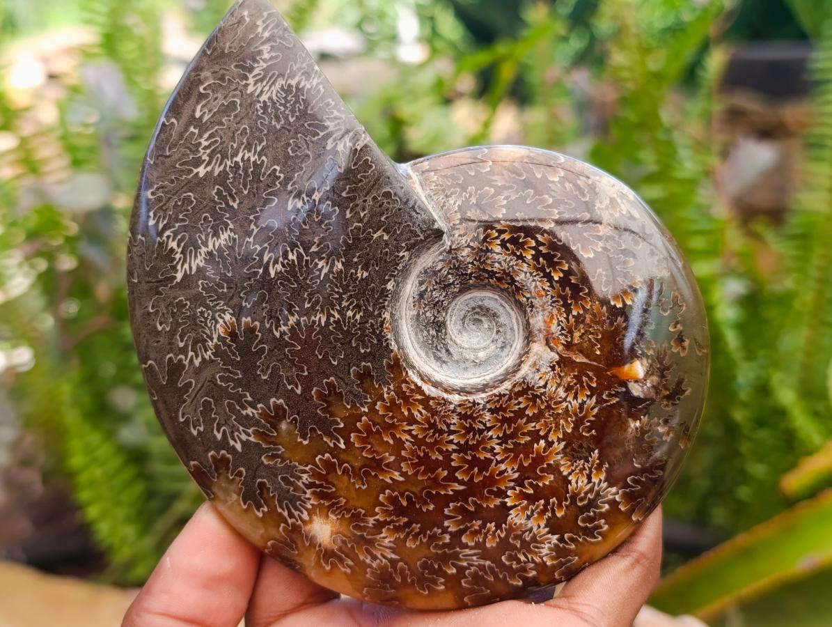 Polished Cleoniceras "Jigsaw" Ammonite Fossils x 2 From Tulear, Madagascar