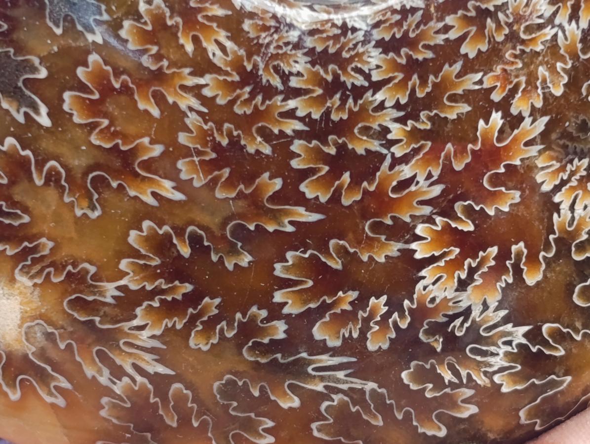 Polished Cleoniceras "Jigsaw" Ammonite Fossils x 2 From Tulear, Madagascar