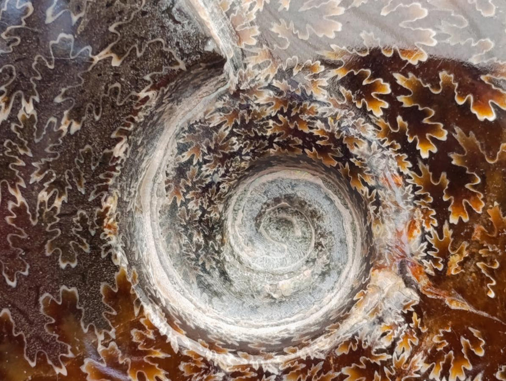 Polished Cleoniceras "Jigsaw" Ammonite Fossils x 2 From Tulear, Madagascar