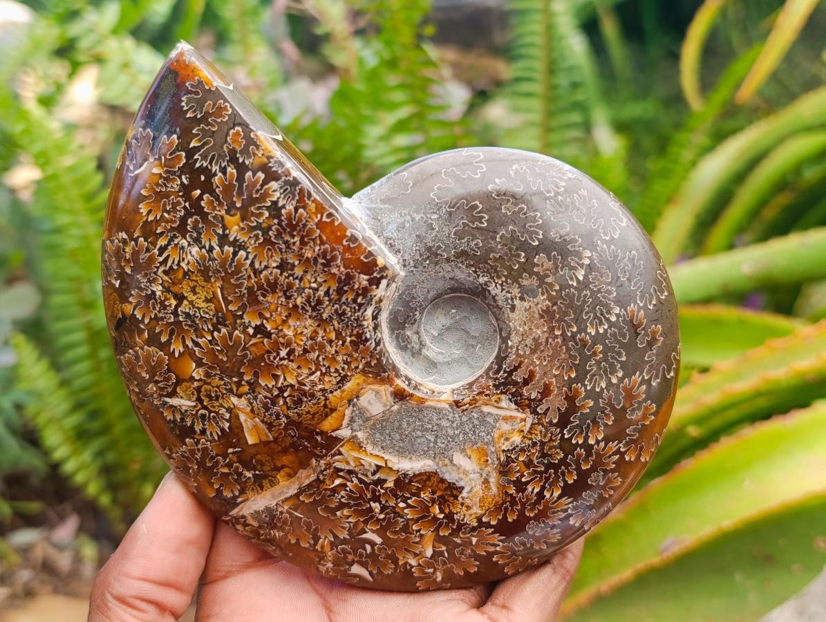 Polished Cleoniceras "Jigsaw" Ammonite Fossils x 2 From Tulear, Madagascar