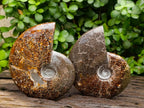 Polished Cleoniceras "Jigsaw" Ammonite Fossils x 2 From Tulear, Madagascar