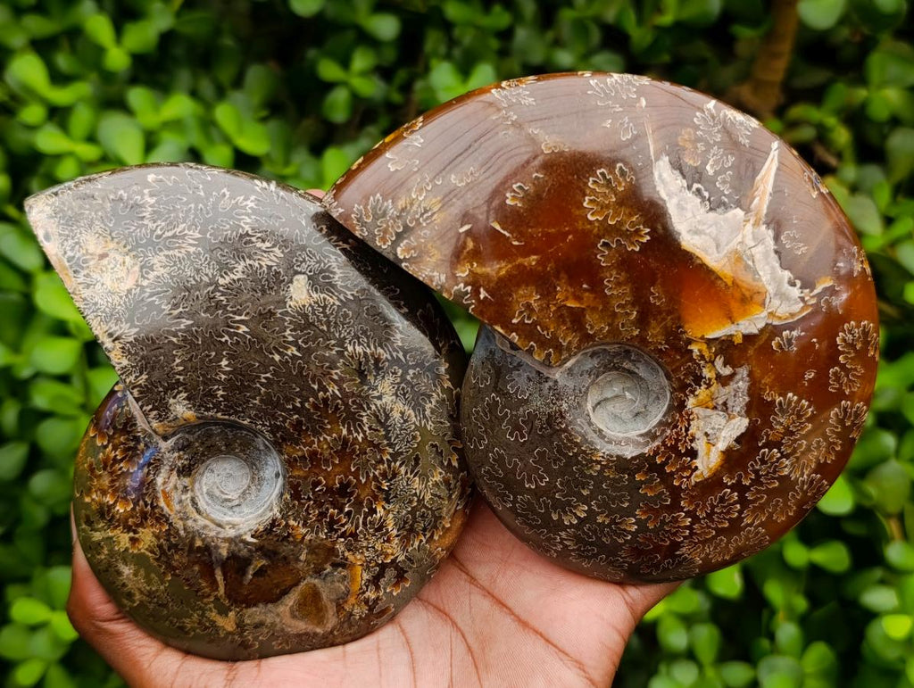Polished Cleoniceras "Jigsaw" Ammonite Fossils x 2 From Tulear, Madagascar