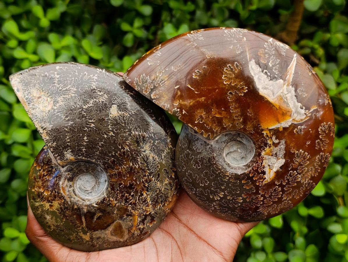 Polished Cleoniceras "Jigsaw" Ammonite Fossils x 2 From Tulear, Madagascar