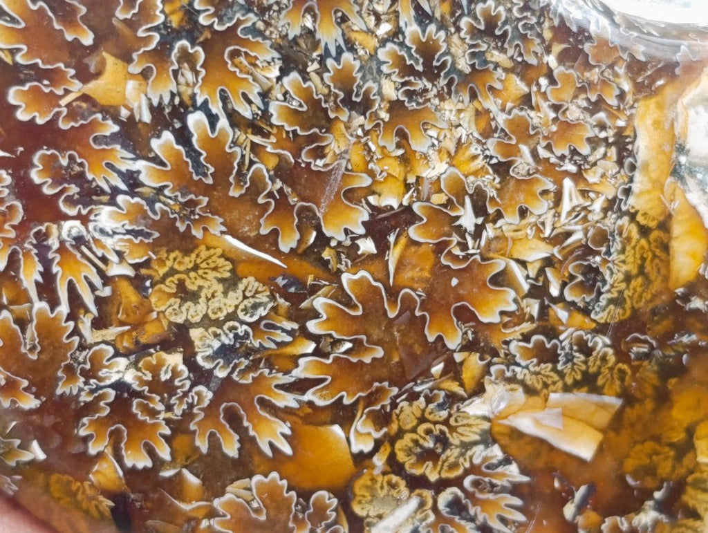 Polished Cleoniceras "Jigsaw" Ammonite Fossils x 2 From Tulear, Madagascar