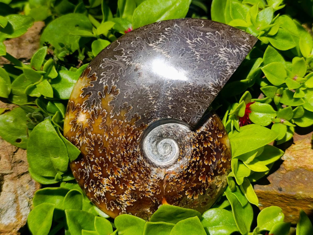 Polished Cleoniceras "Jigsaw" Ammonite Fossils x 2 From Tulear, Madagascar