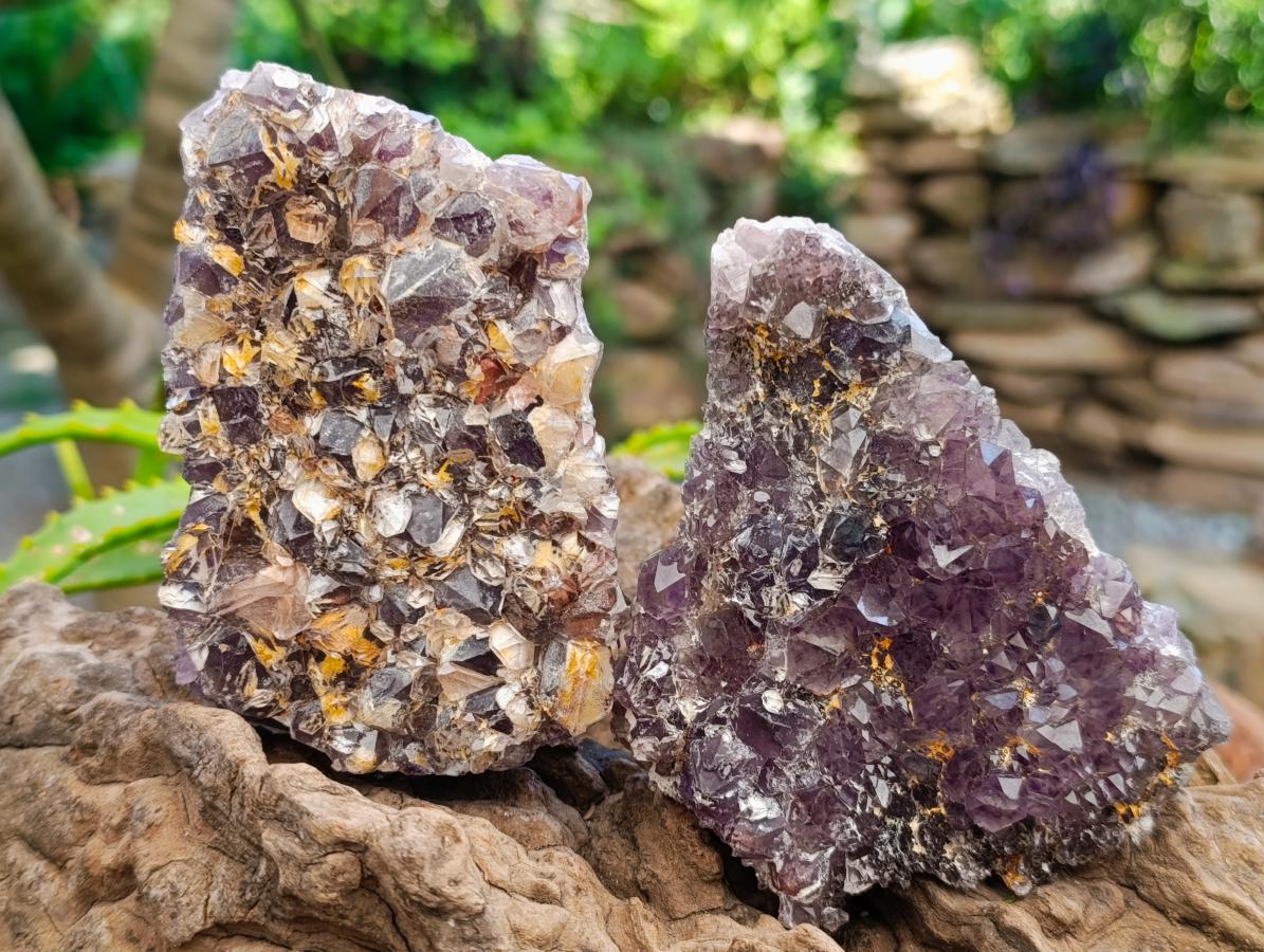 Natural Rare Amethyst Asylum Quartz Clusters x 5 From Luena, Congo