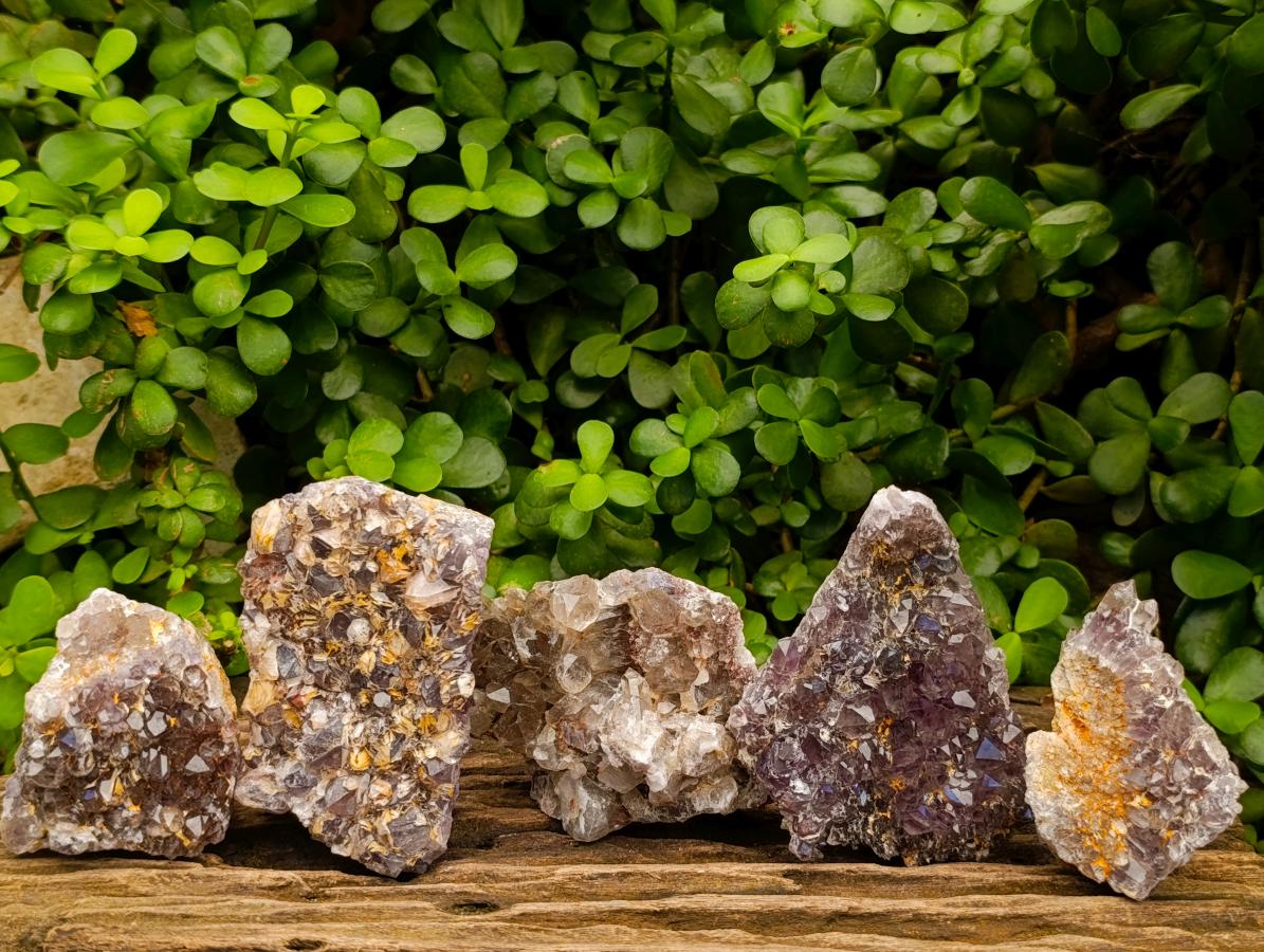 Natural Rare Amethyst Asylum Quartz Clusters x 5 From Luena, Congo