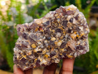 Natural Rare Amethyst Asylum Quartz Clusters x 5 From Luena, Congo