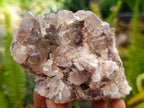 Natural Rare Amethyst Asylum Quartz Clusters x 5 From Luena, Congo