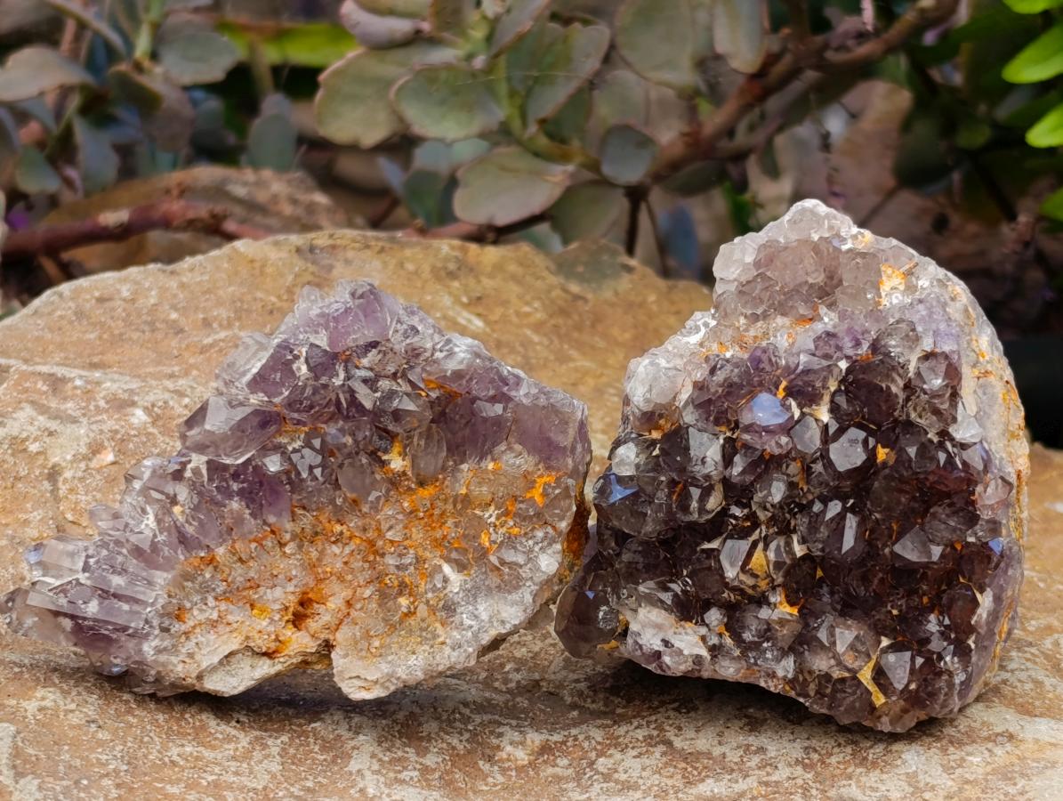 Natural Rare Amethyst Asylum Quartz Clusters x 5 From Luena, Congo