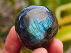 Polished Rounded Labradorite Free Forms x 35 From Madagascar