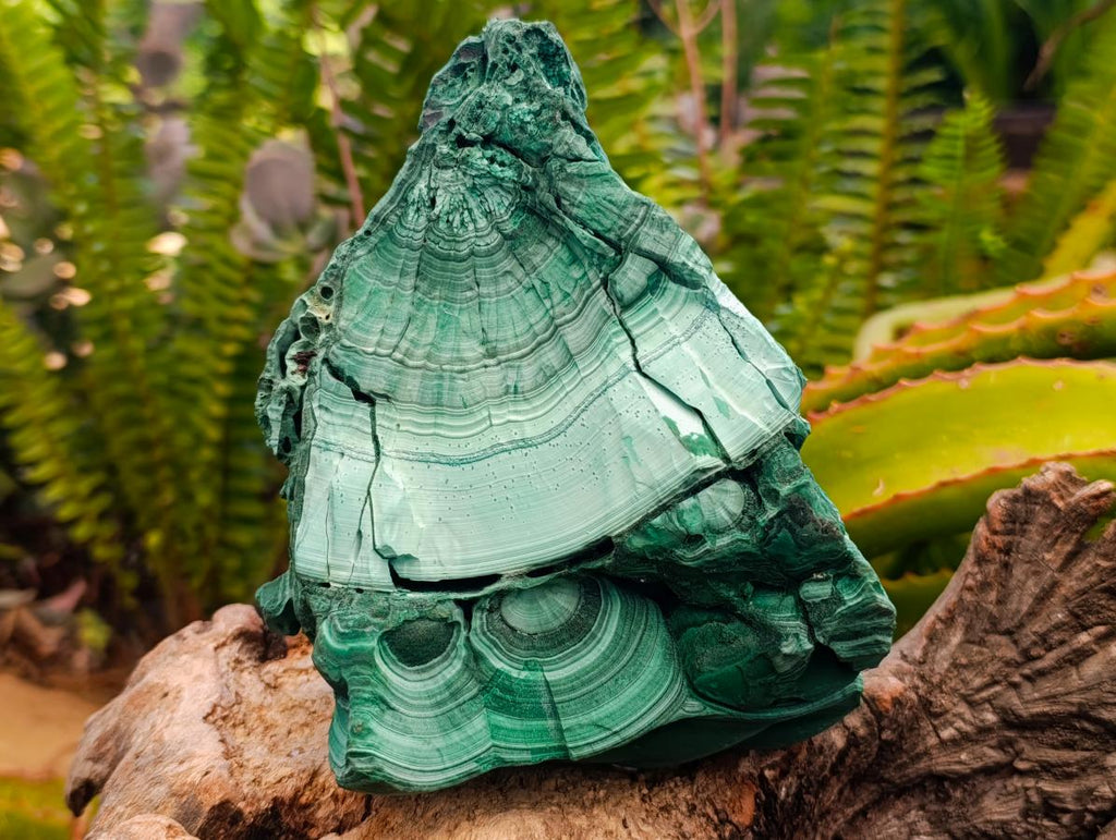 Natural Botryoidal Malachite Cutting Material x 2 From Congo