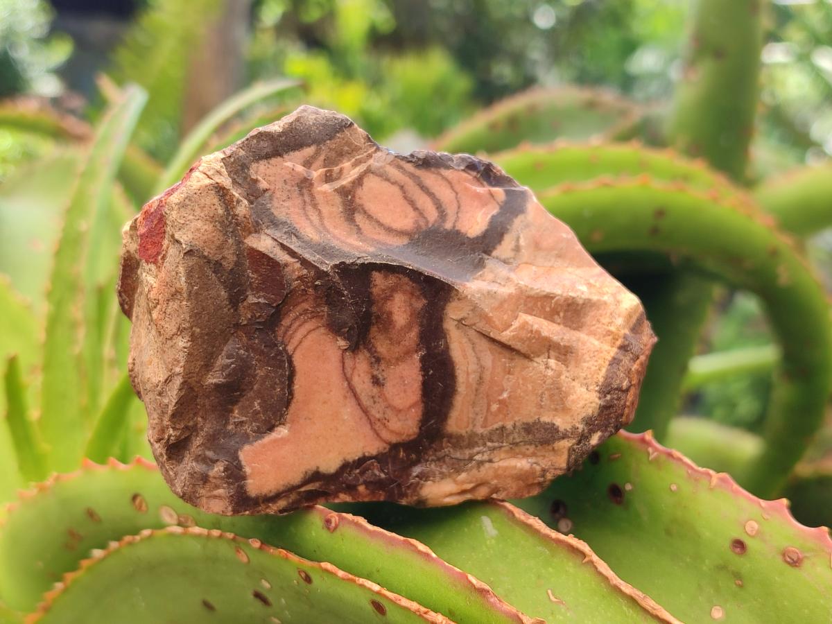 Natural Nguni Jasper Cobbed Specimens x 12 From Northern Cape, South Africa