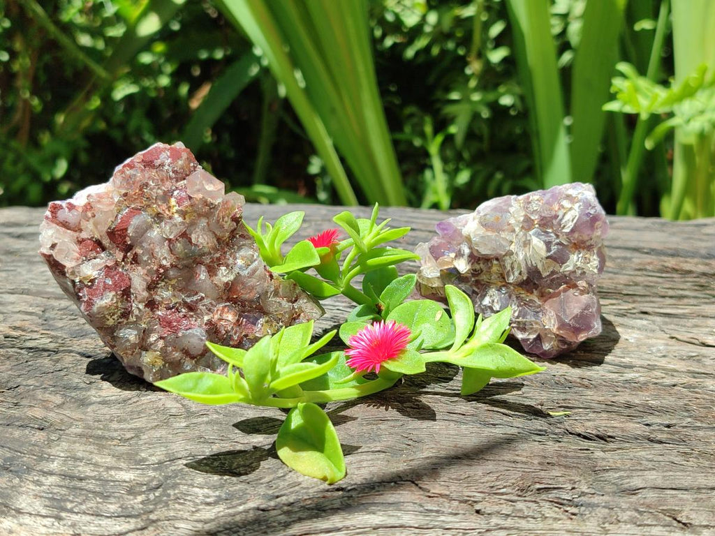 Natural Rare Amethyst Asylum Quartz Clusters x 12 From Luena, Congo