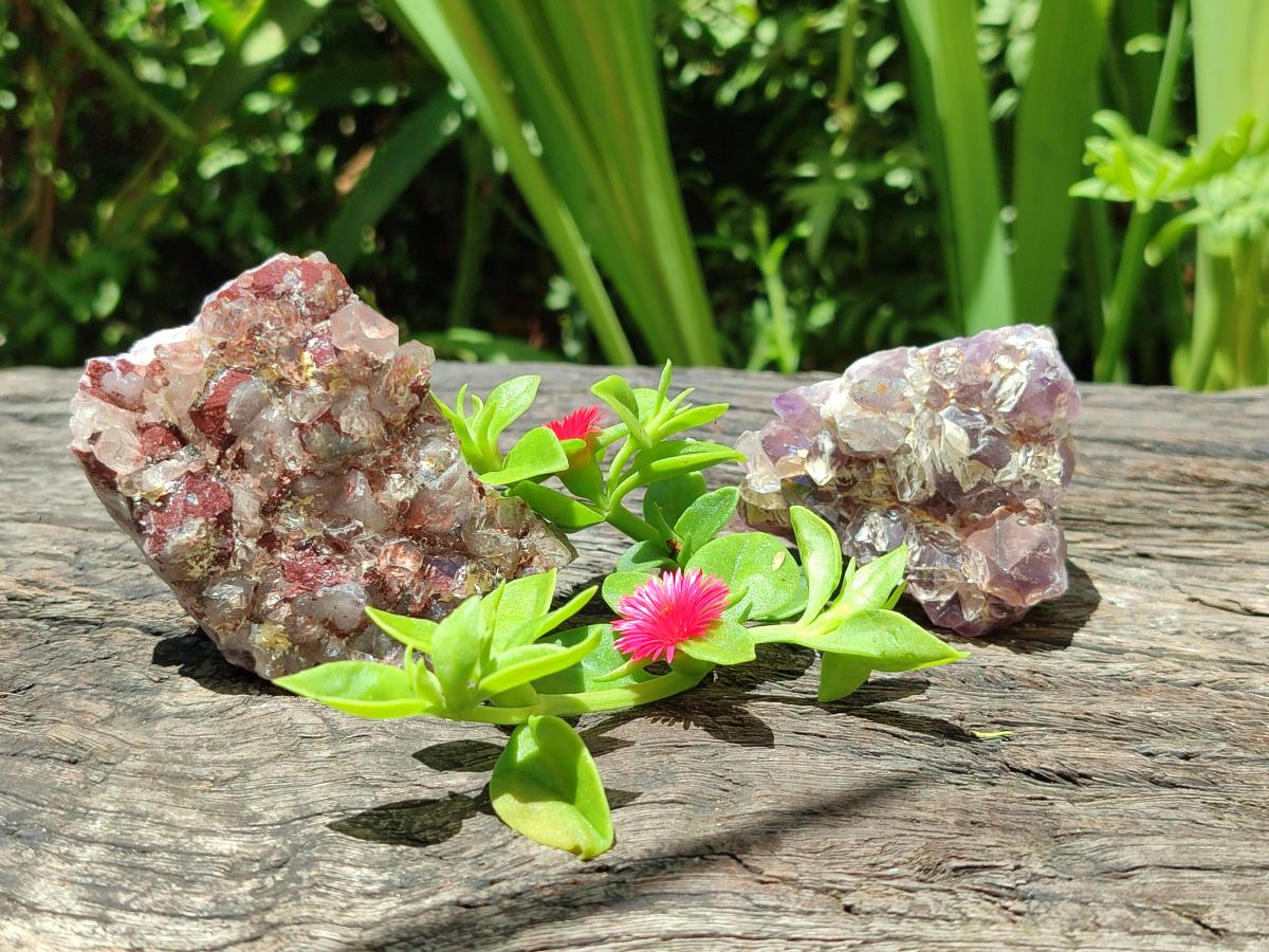 Natural Rare Amethyst Asylum Quartz Clusters x 12 From Luena, Congo