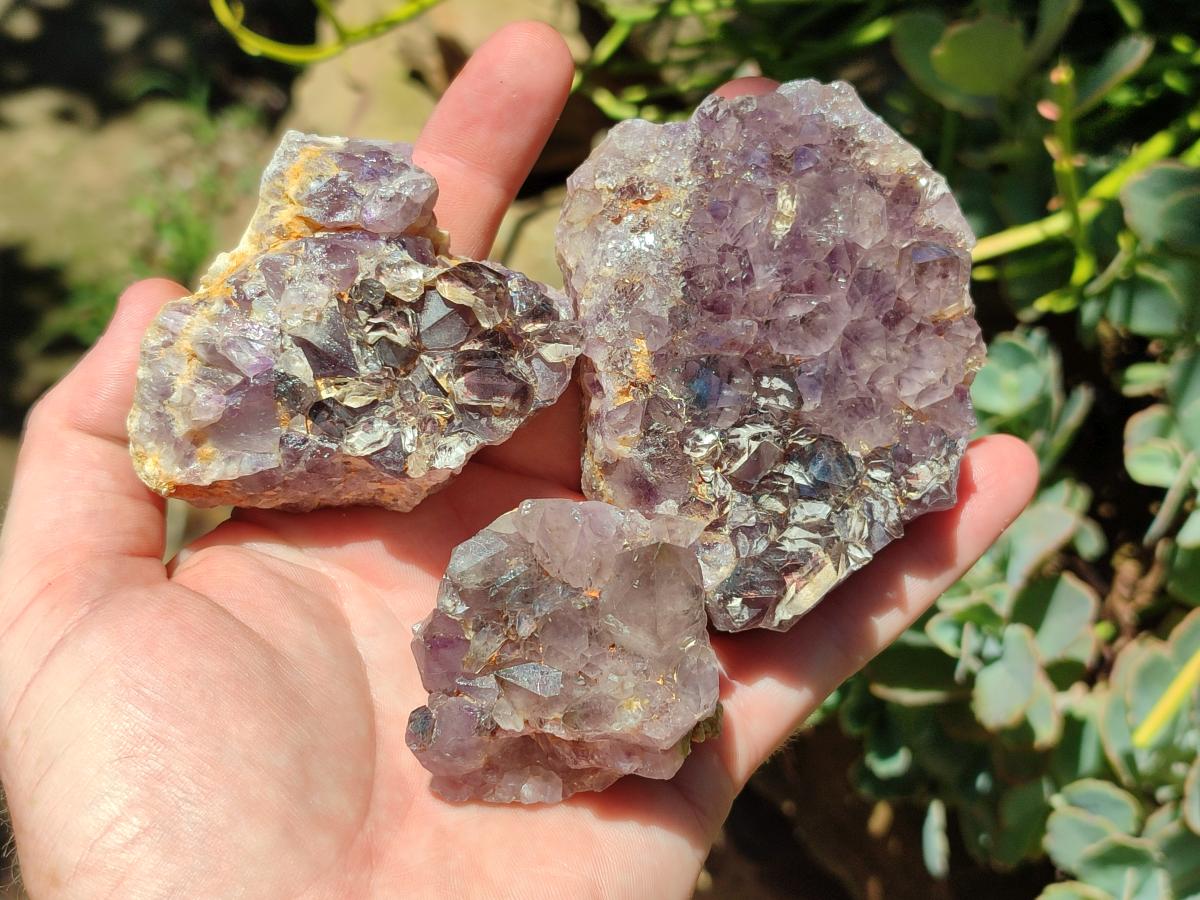 Natural Rare Amethyst Asylum Quartz Clusters x 12 From Luena, Congo