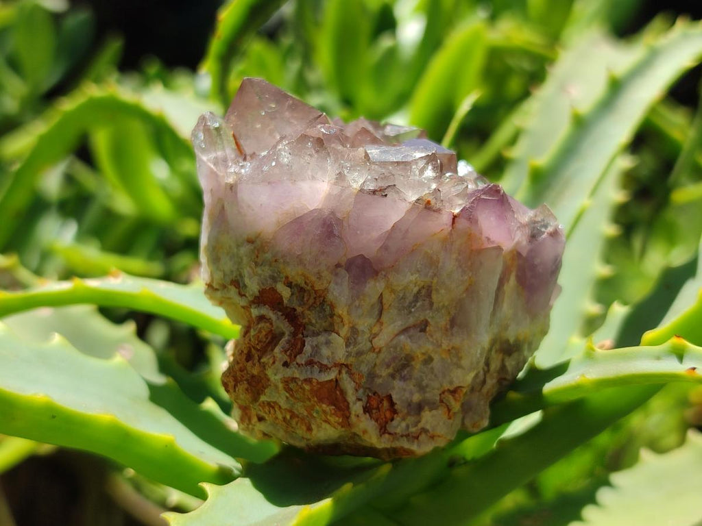 Natural Rare Amethyst Asylum Quartz Clusters x 12 From Luena, Congo