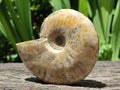 Polished Cleoniceras Ammonite Fossils x 2 From Tulear, Madagascar