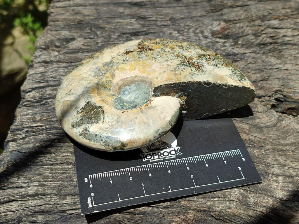 Polished Cleoniceras Ammonite Fossils x 2 From Tulear, Madagascar