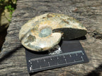 Polished Cleoniceras Ammonite Fossils x 2 From Tulear, Madagascar