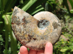 Polished Cleoniceras Ammonite Fossils x 2 From Tulear, Madagascar
