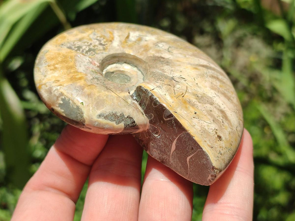 Polished Cleoniceras Ammonite Fossils x 2 From Tulear, Madagascar
