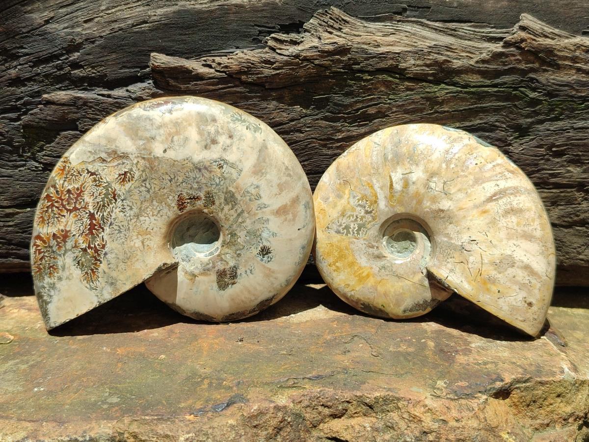 Polished Cleoniceras Ammonite Fossils x 2 From Tulear, Madagascar