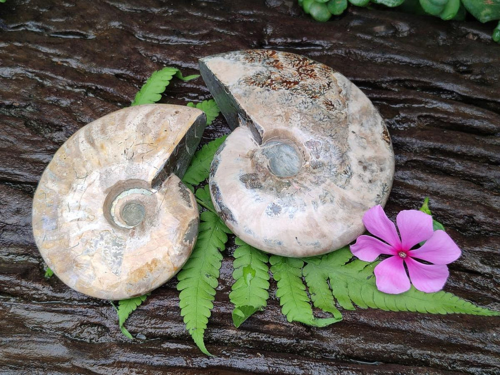 Polished Cleoniceras Ammonite Fossils x 2 From Tulear, Madagascar