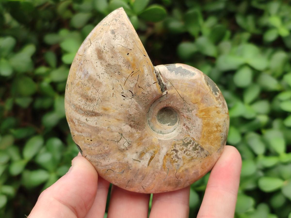 Polished Cleoniceras Ammonite Fossils x 2 From Tulear, Madagascar