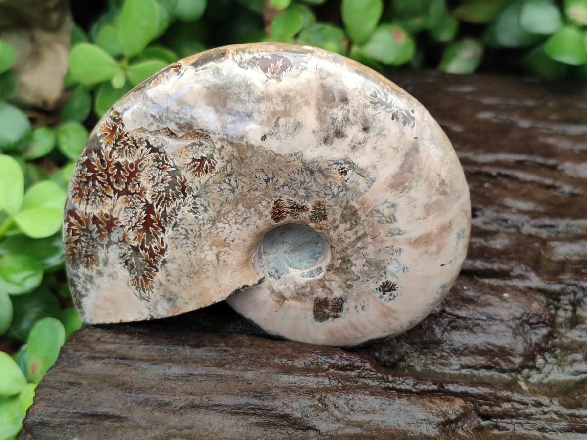Polished Cleoniceras Ammonite Fossils x 2 From Tulear, Madagascar