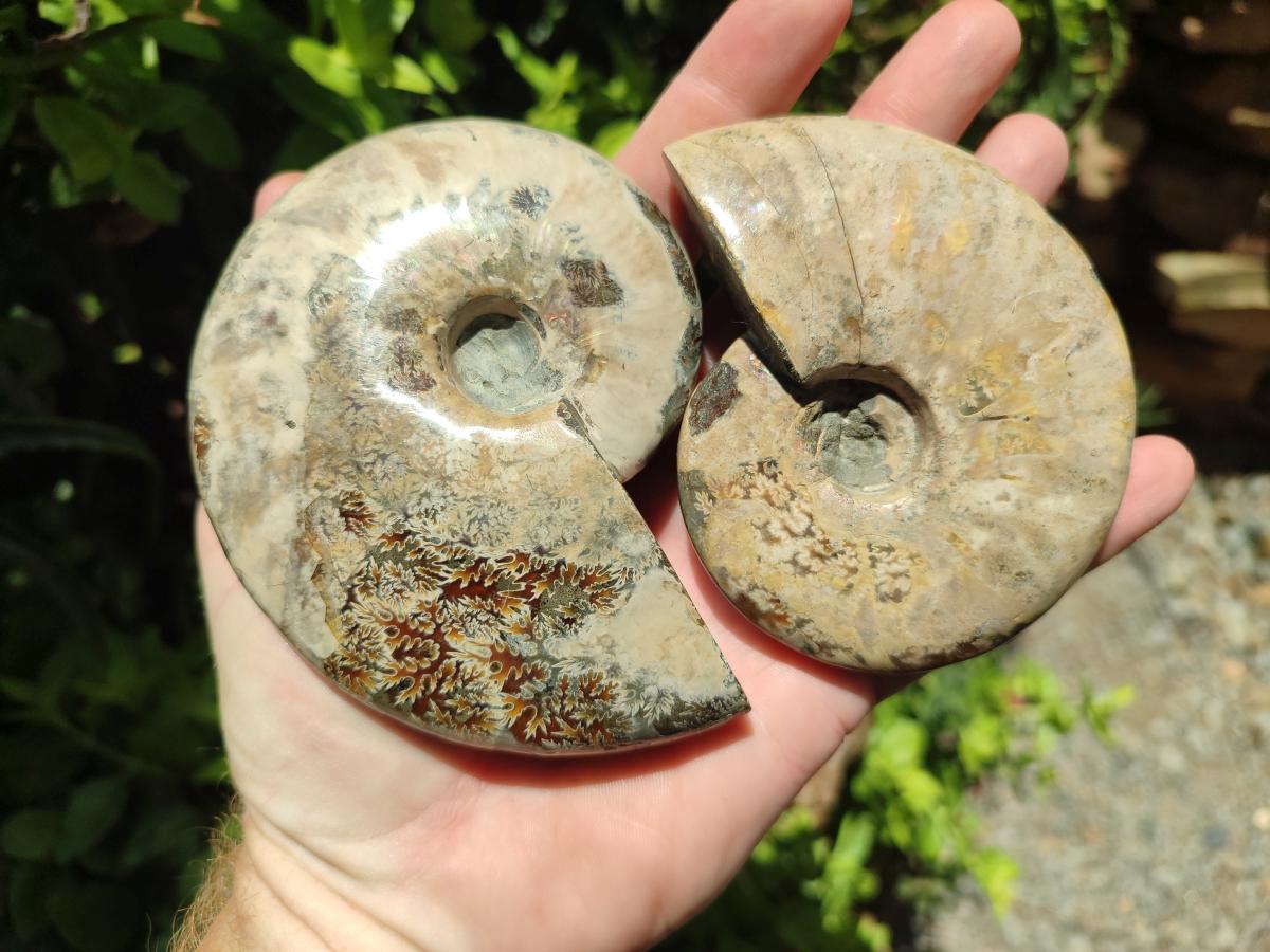 Polished Cleoniceras Ammonite Fossils x 2 From Tulear, Madagascar