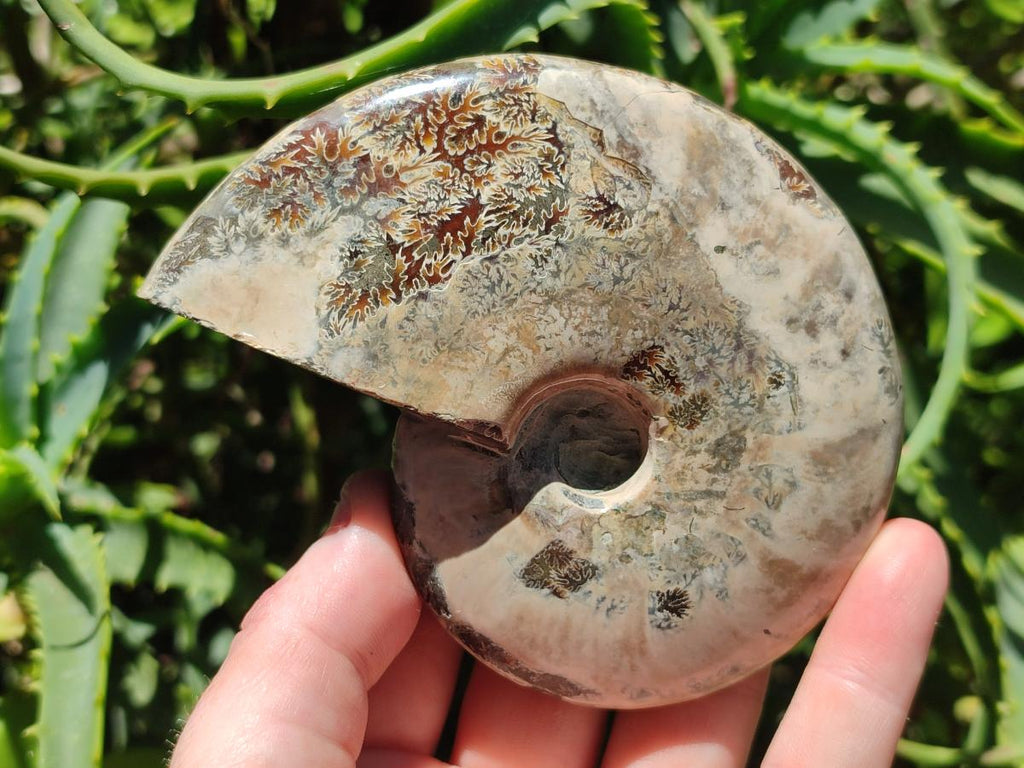 Polished Cleoniceras Ammonite Fossils x 2 From Tulear, Madagascar