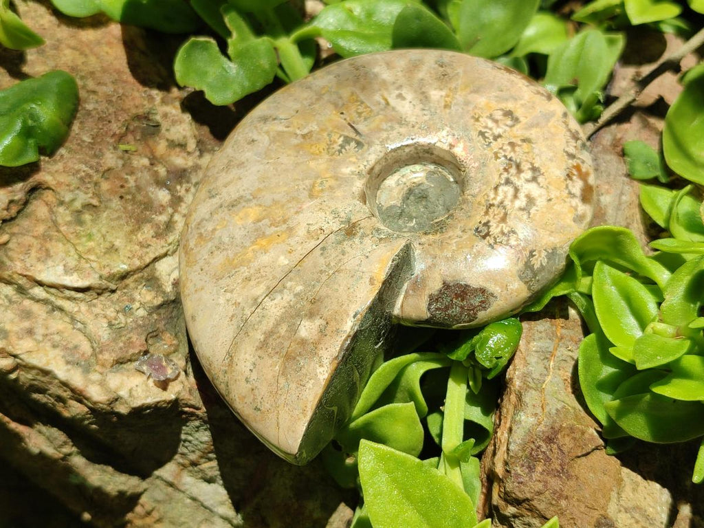 Polished Cleoniceras Ammonite Fossils x 2 From Tulear, Madagascar