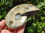 Polished Cleoniceras Ammonite Fossils x 2 From Tulear, Madagascar
