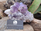 Natural Large Jacaranda Amethyst Crystal Cluster x 1 From Mumbwa, Zambia
