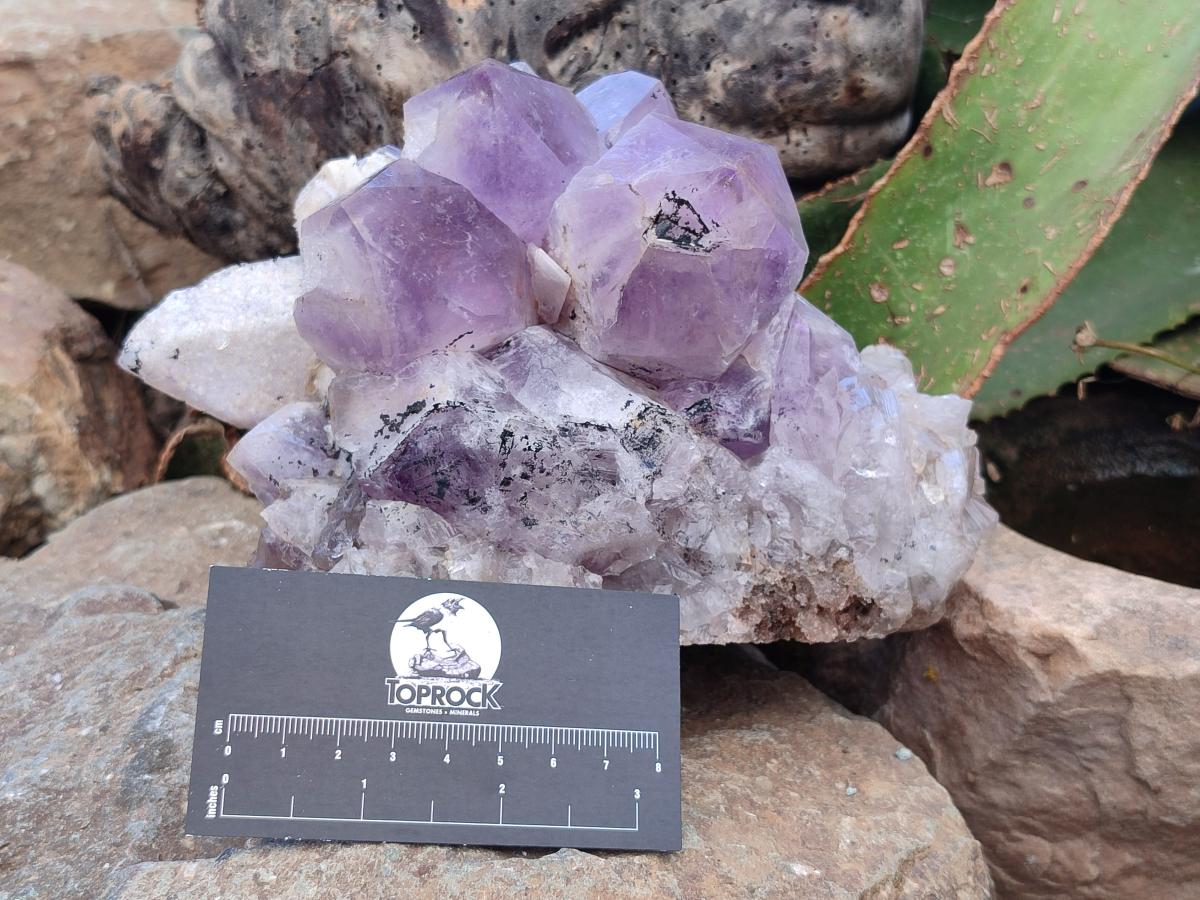 Natural Large Jacaranda Amethyst Crystal Cluster x 1 From Mumbwa, Zambia