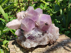 Natural Large Jacaranda Amethyst Crystal Cluster x 1 From Mumbwa, Zambia