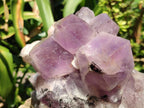 Natural Large Jacaranda Amethyst Crystal Cluster x 1 From Mumbwa, Zambia
