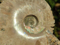 Polished Cleoniceras Ammonite Fossils x 2 From Tulear, Madagascar