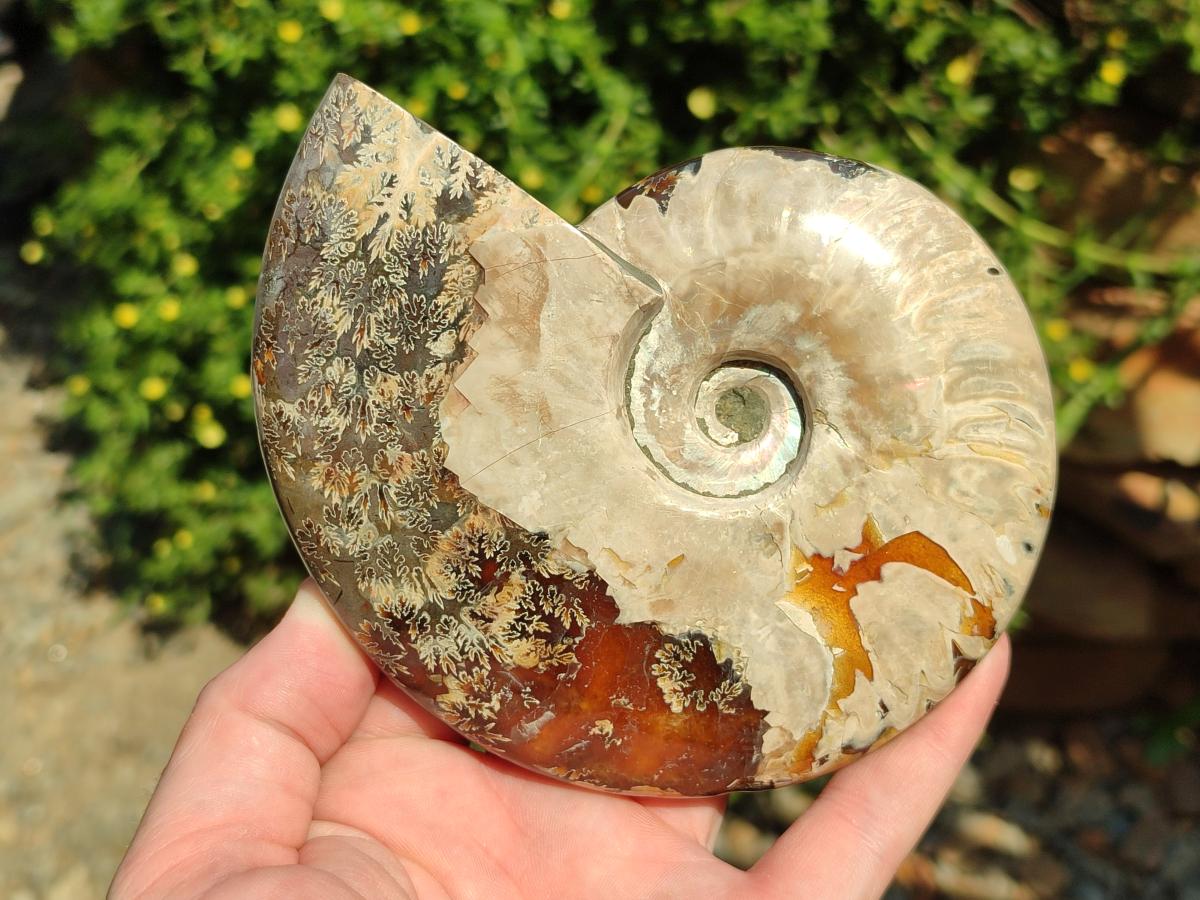 Polished Cleoniceras Ammonite Fossils x 2 From Tulear, Madagascar