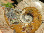 Polished Cleoniceras Ammonite Fossils x 2 From Tulear, Madagascar