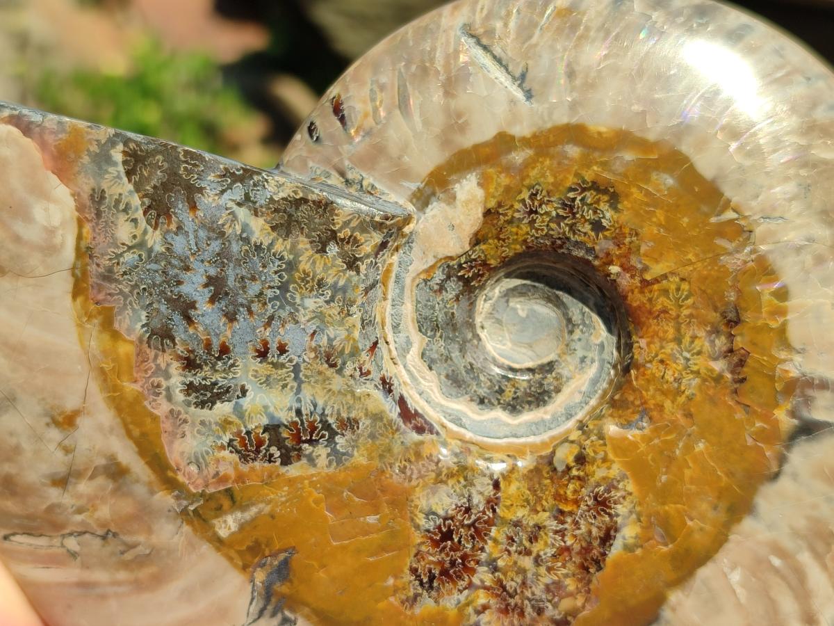 Polished Cleoniceras Ammonite Fossils x 2 From Tulear, Madagascar